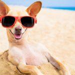 Chihuahua Dog Relaxing On The Beach With Sunglasses On