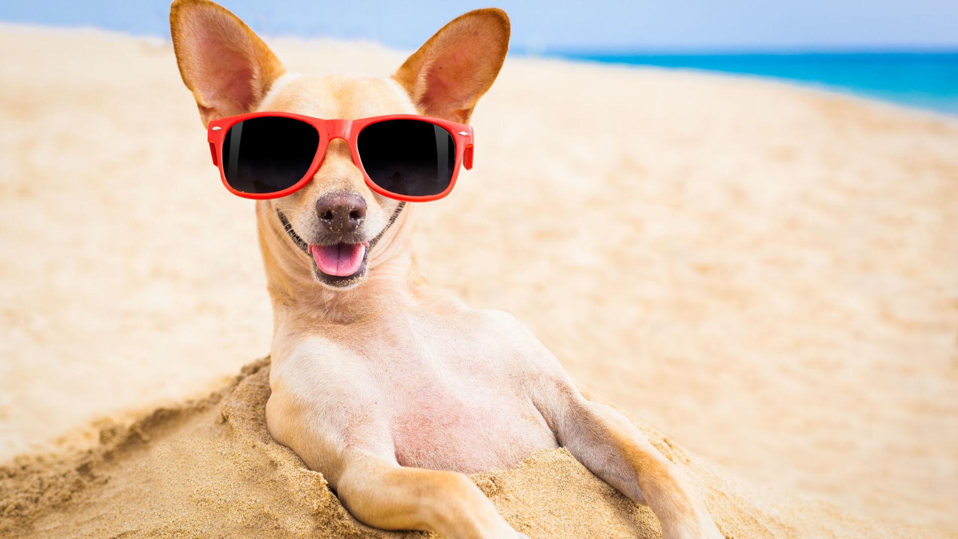 Chihuahua Dog Relaxing On The Beach With Sunglasses On